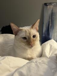 Lost Male Cat last seen Gomer & Grand Canyon, Las Vegas, NV 89141