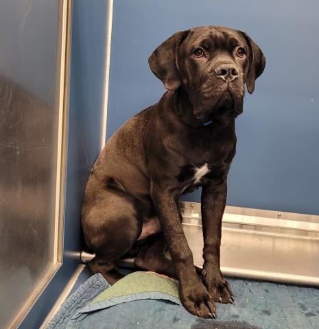 Shelter Stray Male Dog last seen Near BLOCK E OUTER DR, DETROIT, MI 48234, 7401 Chrysler Dr, Detroit, MI 48211, USA