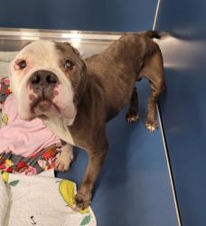 Shelter Stray Male Dog last seen Near BLOCK BRADLEY ST, DETROIT MI 48214, 7401 Chrysler Dr, Detroit, MI 48211, USA