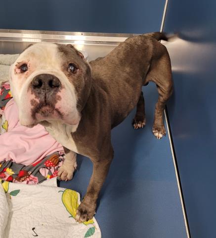 Shelter Stray Male Dog last seen Near BLOCK BRADLEY ST, DETROIT MI 48214, 7401 Chrysler Dr, Detroit, MI 48211, USA