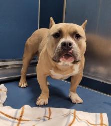 Shelter Stray Male Dog last seen Near BLOCK YOUNG ST, DETROIT, MI 48205, 7401 Chrysler Dr, Detroit, MI 48211, USA