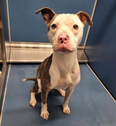 Shelter Stray Male Dog last seen Near BLOCK STEEL ST, DETROIT MI 48227, 7401 Chrysler Dr, Detroit, MI 48211, USA