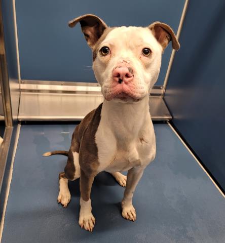 Shelter Stray Male Dog last seen Near BLOCK STEEL ST, DETROIT MI 48227, 7401 Chrysler Dr, Detroit, MI 48211, USA