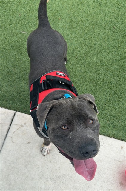 Shelter Stray Male Dog last seen Near BLOCK E 43RD ST, 3599 NW 79th Ave, Doral, FL 33122, USA