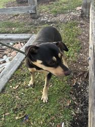 Shelter Stray Female Dog last seen Near BLOCK NW 12TH ST, 3599 NW 79th Ave, Doral, FL 33122, USA