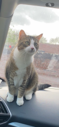 Lost Female Cat last seen Widbury hill Ware, Hertfordshire, England SG12