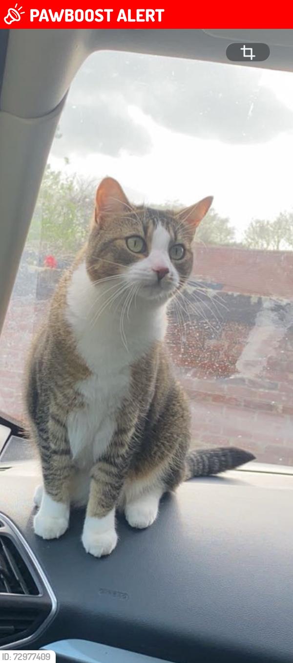 Lost Female Cat last seen Widbury hill Ware, Hertfordshire, England SG12