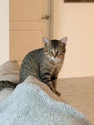 Reunited Male Cat last seen Mandrake and mandrake, Port St. Lucie, FL 34952