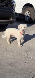 Reunited Male Dog last seen Near Quantana Ct, Las Vegas, NV 89102, USA, Las Vegas, NV 89102