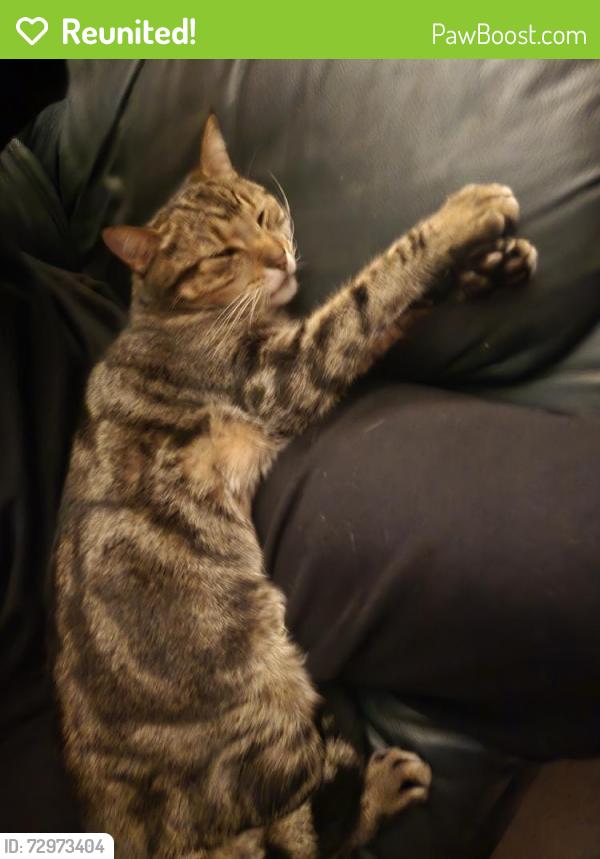Reunited Female Cat last seen Fiddyment right by cvs on fiddyment and pleasant grove, Roseville, CA 95747