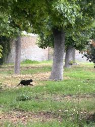 Found/Stray Unknown Cat last seen Don Julian , City of Industry, CA 91746