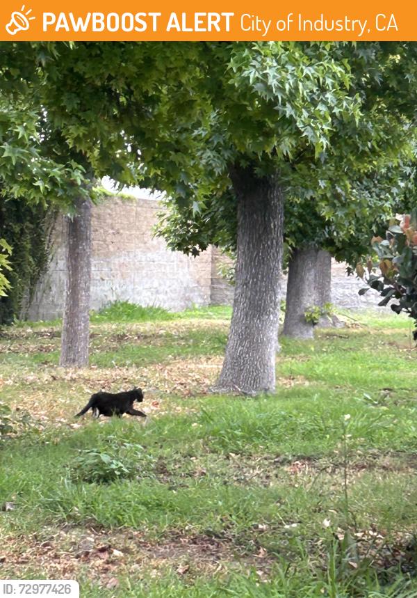 Found/Stray Unknown Cat last seen Don Julian , City of Industry, CA 91746