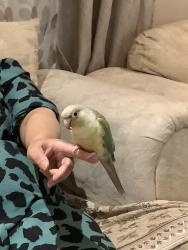 Lost Male Bird last seen Central Park and Howden , Brampton, ON L6S 5R4
