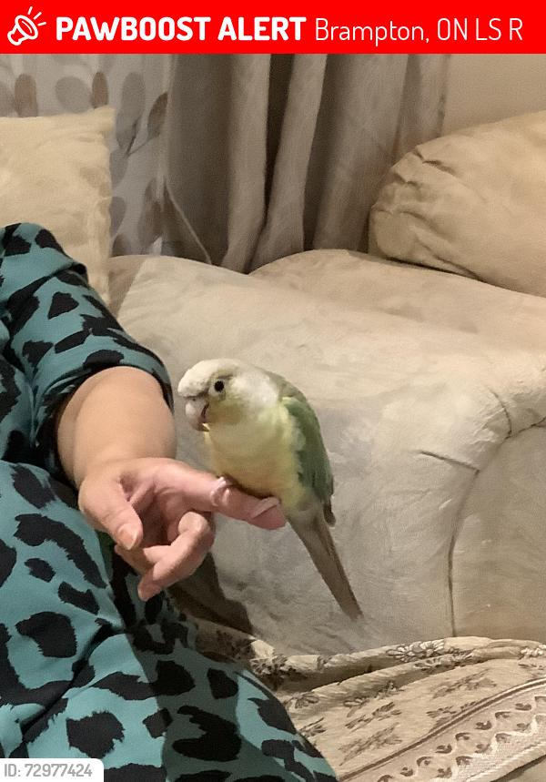 Lost Male Bird last seen Central Park and Howden , Brampton, ON L6S 5R4