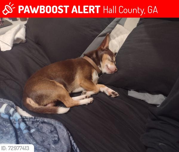 Lost Male Dog last seen Oliver road Flowery Branch ga , Hall County, GA 30542