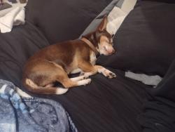 Lost Male Dog last seen Oliver road Flowery Branch ga , Hall County, GA 30542