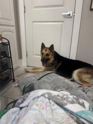 Reunited Male Dog last seen On W Biddison St between South Hills Ave and Mission St, Fort Worth, TX 76110