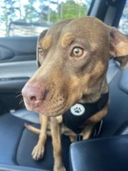 Lost Female Dog last seen Nichols Dr in Eastwood neighborhood, Greenville, NC 27858