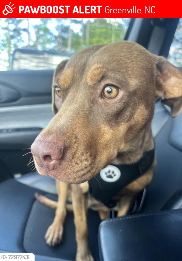 Lost Female Dog last seen Nichols Dr in Eastwood neighborhood, Greenville, NC 27858