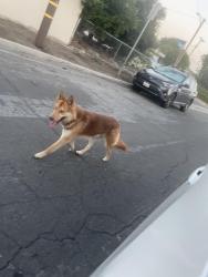 Found/Stray Male Dog last seen Galemont hacienda heights  , Hacienda Heights, CA 91745