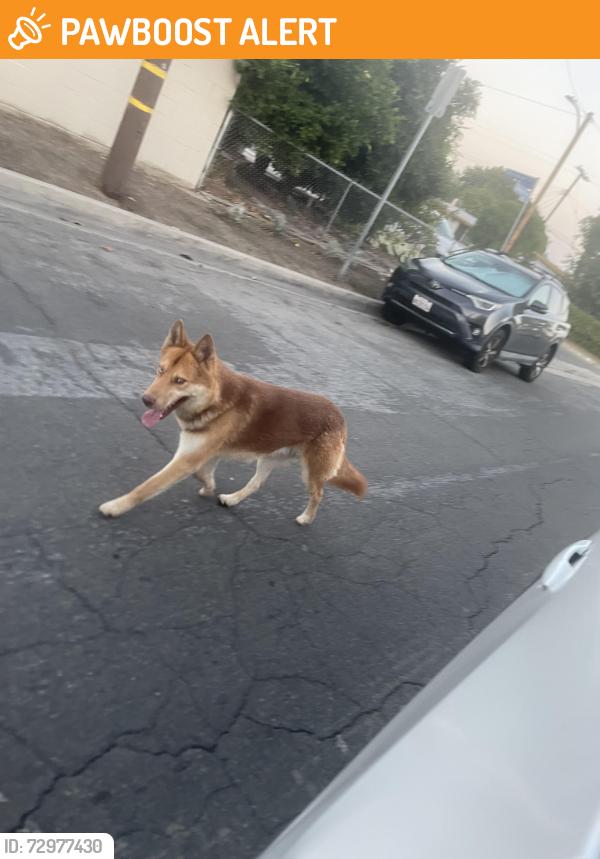 Found/Stray Male Dog last seen Galemont hacienda heights  , Hacienda Heights, CA 91745