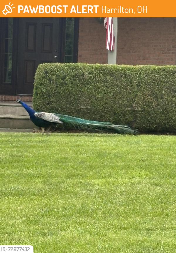 Found/Stray Male Bird last seen Heathwood and Churchill lane, Hamilton, OH 45013