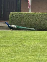 Found/Stray Male Bird last seen Heathwood and Churchill lane, Hamilton, OH 45013