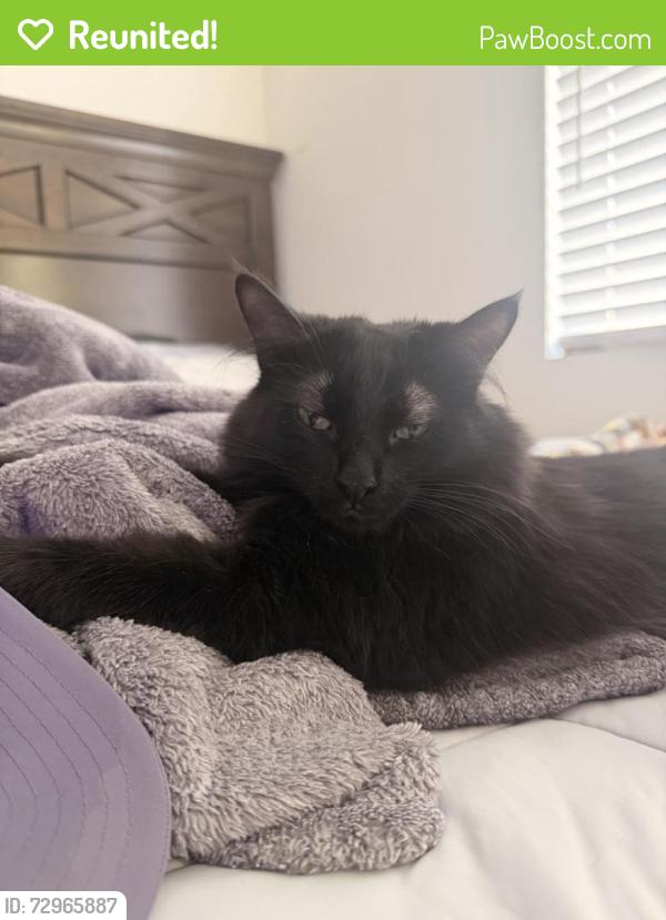 Reunited Female Cat last seen Gruber Dr, Menifee, CA 92585