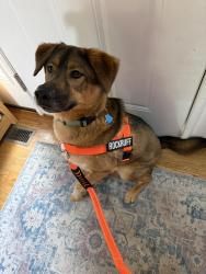 Lost Male Dog last seen Paulus Park, Lake Zurich IL , Lake Zurich, IL 60047