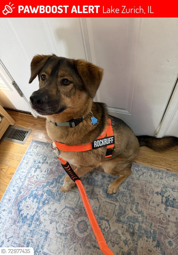 Lost Male Dog last seen Paulus Park, Lake Zurich IL , Lake Zurich, IL 60047