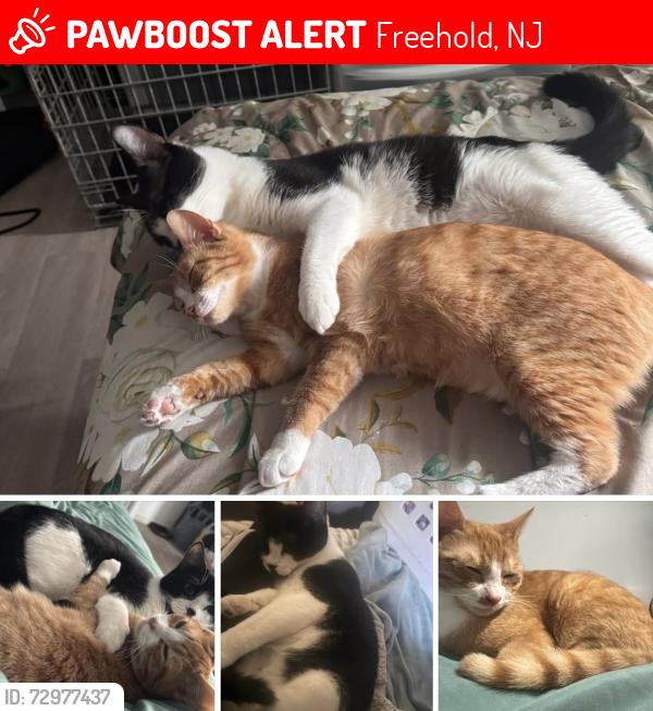 Lost Male Cat last seen Near Monmouth avenue Freehoold NJ, Freehold, NJ 07728
