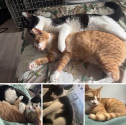 Lost Male Cat last seen Near Monmouth avenue Freehoold NJ, Freehold, NJ 07728