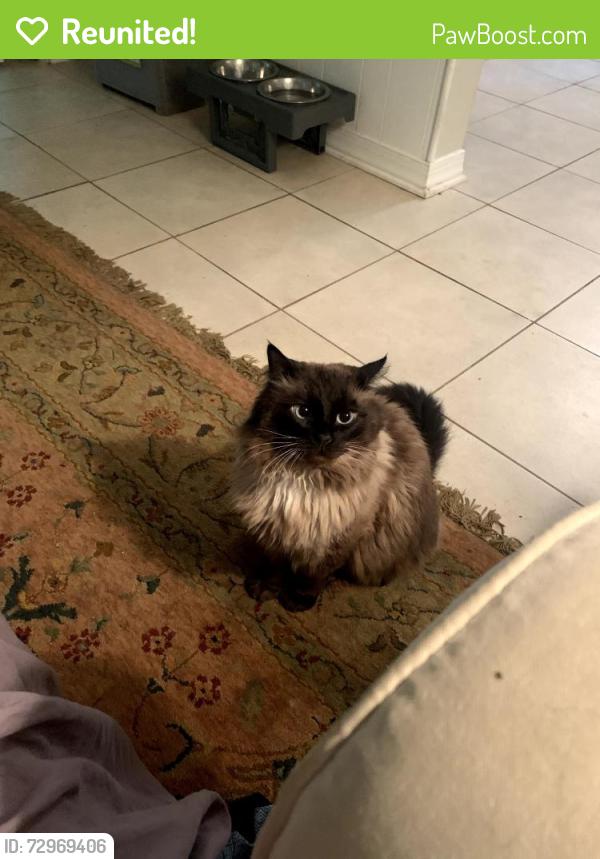 Reunited Male Cat last seen Stanhope Lane & Manicott Drive, Matthews, NC 28105