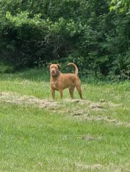 Found/Stray Unknown Dog last seen Near 79th & Oaklandon in Oakland Woods, Lawrence, IN 46236