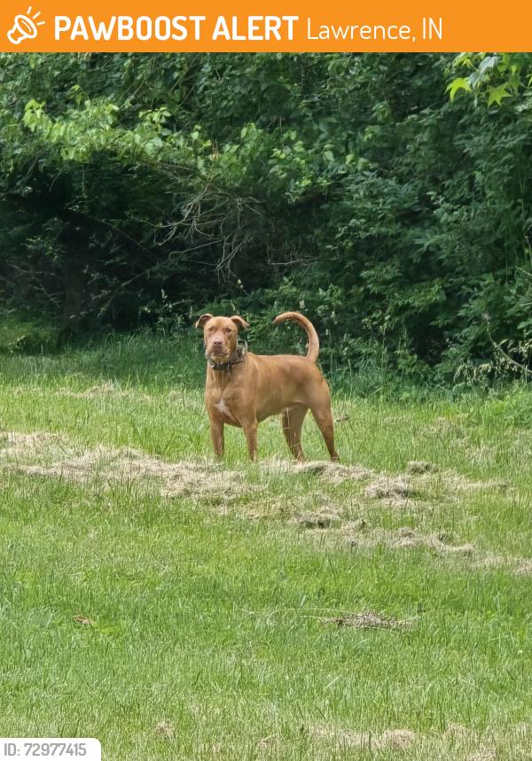 Found/Stray Unknown Dog last seen Near 79th & Oaklandon in Oakland Woods, Lawrence, IN 46236