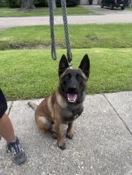Found/Stray Unknown Dog last seen Idlewood, Baton Rouge, LA 70809