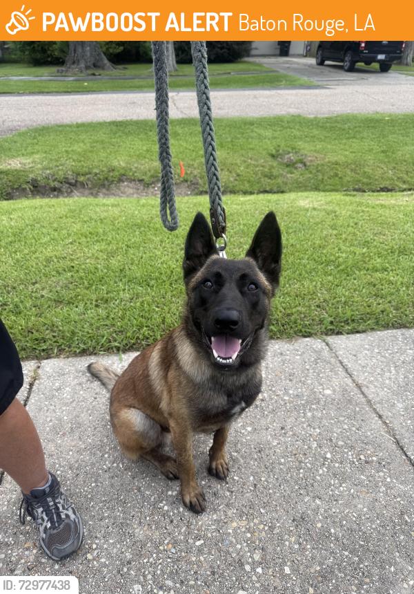 Found/Stray Unknown Dog last seen Idlewood, Baton Rouge, LA 70809