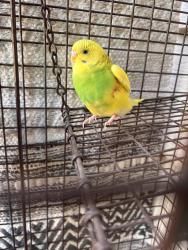 Found/Stray Unknown Bird last seen Roosevelt avenue and 154 st , Queens, NY 11354