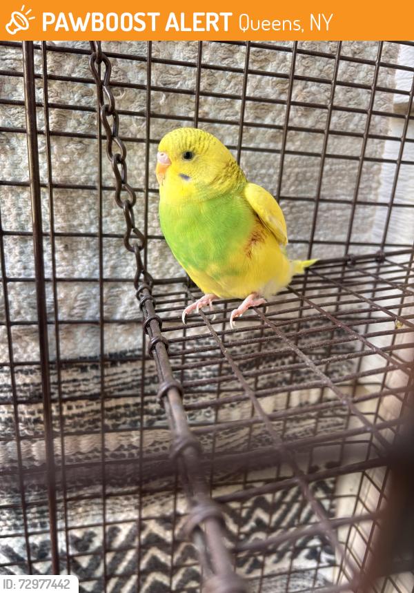 Found/Stray Unknown Bird last seen Roosevelt avenue and 154 st , Queens, NY 11354