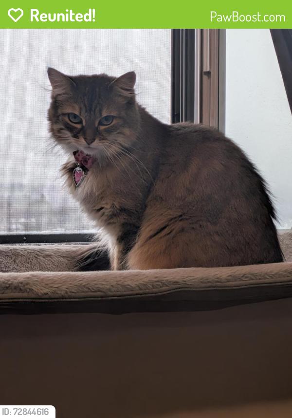 Reunited Female Cat last seen Castle Hill crescent, Ottawa, ON K2C