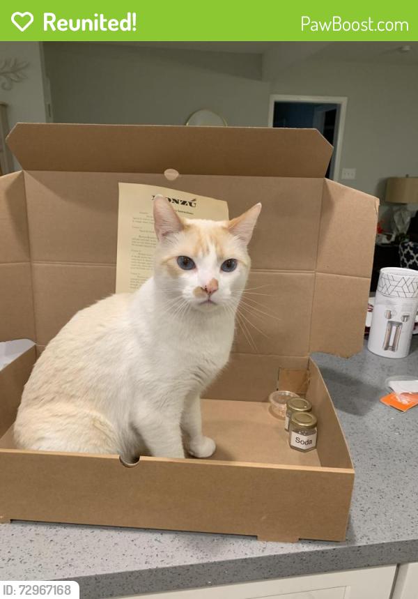 Reunited Male Cat last seen Near coleto trail bastrop tx 78602, Bastrop, TX 78602