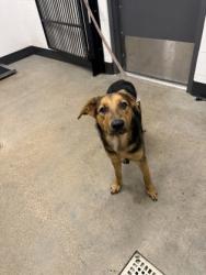 Shelter Stray Male Dog last seen Near E 143, 4th District, OH, 9203 Detroit Ave, Cleveland, OH 44102, USA