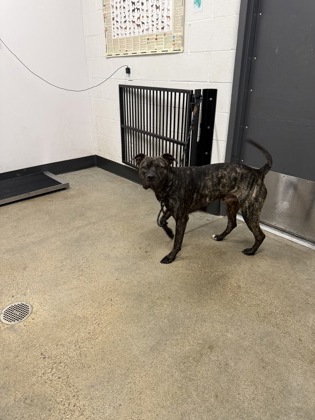 Shelter Stray Male Dog last seen , OH , Cleveland, OH 44102