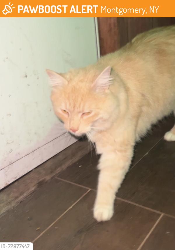 Found/Stray Unknown Cat last seen Montgomery Elementary, Montgomery, NY 12549