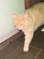 Found/Stray Unknown Cat last seen Montgomery Elementary, Montgomery, NY 12549