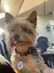 Reunited Male Dog last seen Cypress and Lambert , El Monte, CA 91731