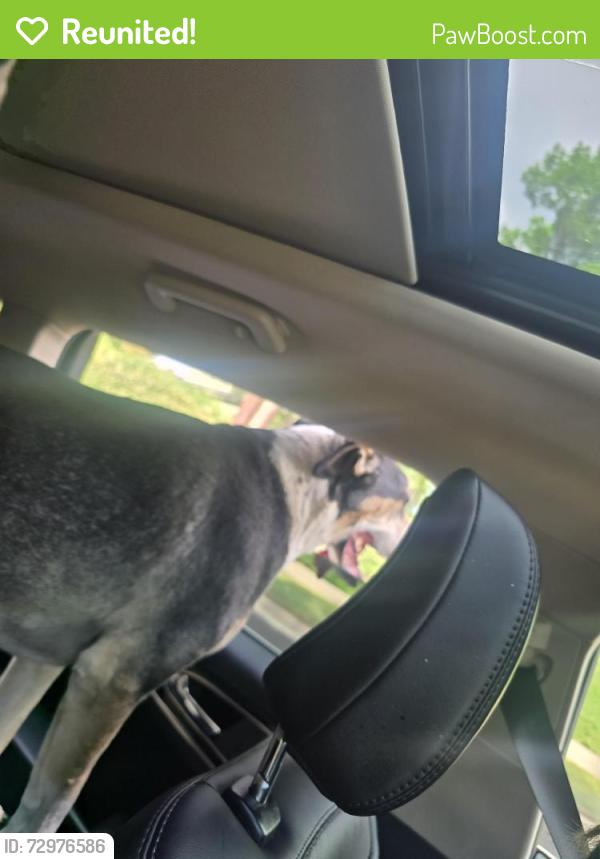 Reunited Unknown Dog last seen 10th & Estes, Lakewood, CO 80215