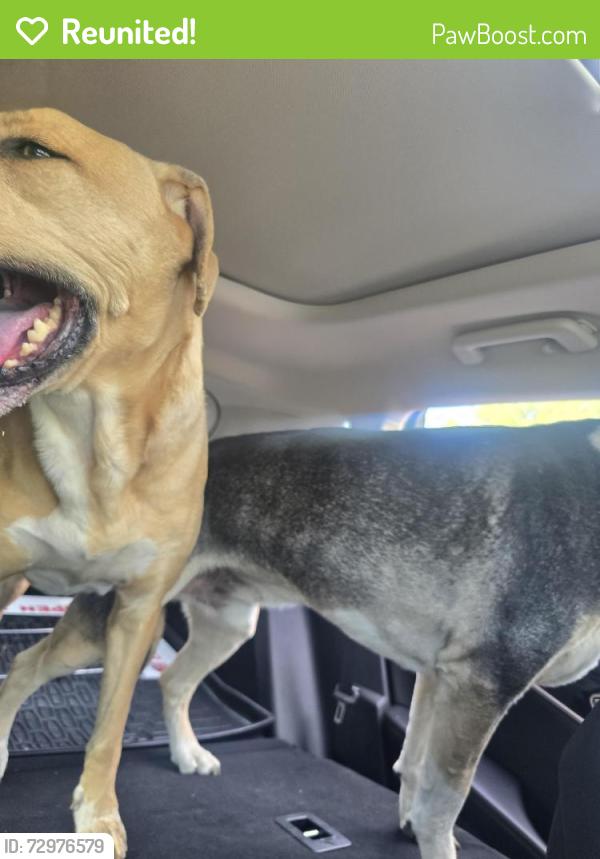 Reunited Unknown Dog last seen 10th & Estes St., Lakewood, CO 80215