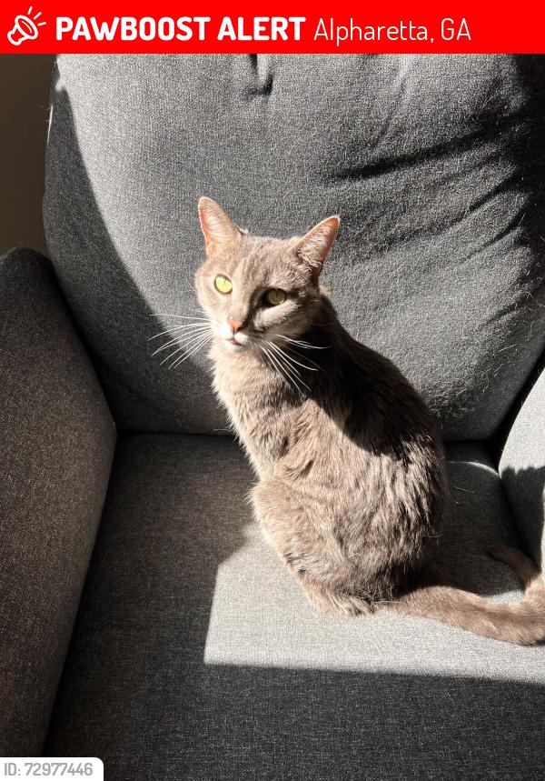 Lost Female Cat last seen Williamsburg off Cummings street, Alpharetta, GA 30004