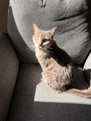 Lost Female Cat last seen Williamsburg off Cummings street, Alpharetta, GA 30004